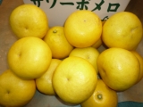 鹿児島県産　サワーポメロ（柑橘系）　8kg　（贈答用）