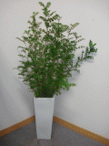 【観葉植物】丁度いいサイズのスクエア陶器鉢シマトネリコ／100cm前後