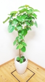 自然樹形の美しいフィカス・ウンベラータ／160cm前後（10号プラ鉢）【鉢カバー別売り】