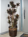 レッド・ドラセナ／150～170cm（１0号鉢）【観葉植物】